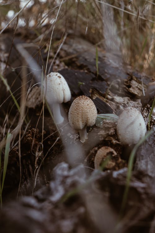 간, 균류, 버섯의 무료 스톡 사진