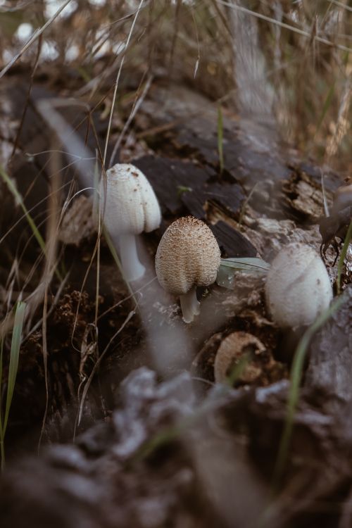 Free Close-up of Coprinellus domesticus mushrooms on forest floor in Harz, Germany. Stock Photo