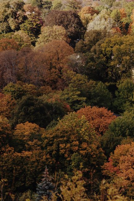 Stunning aerial shot of colorful autumn trees in Harz, Germany.