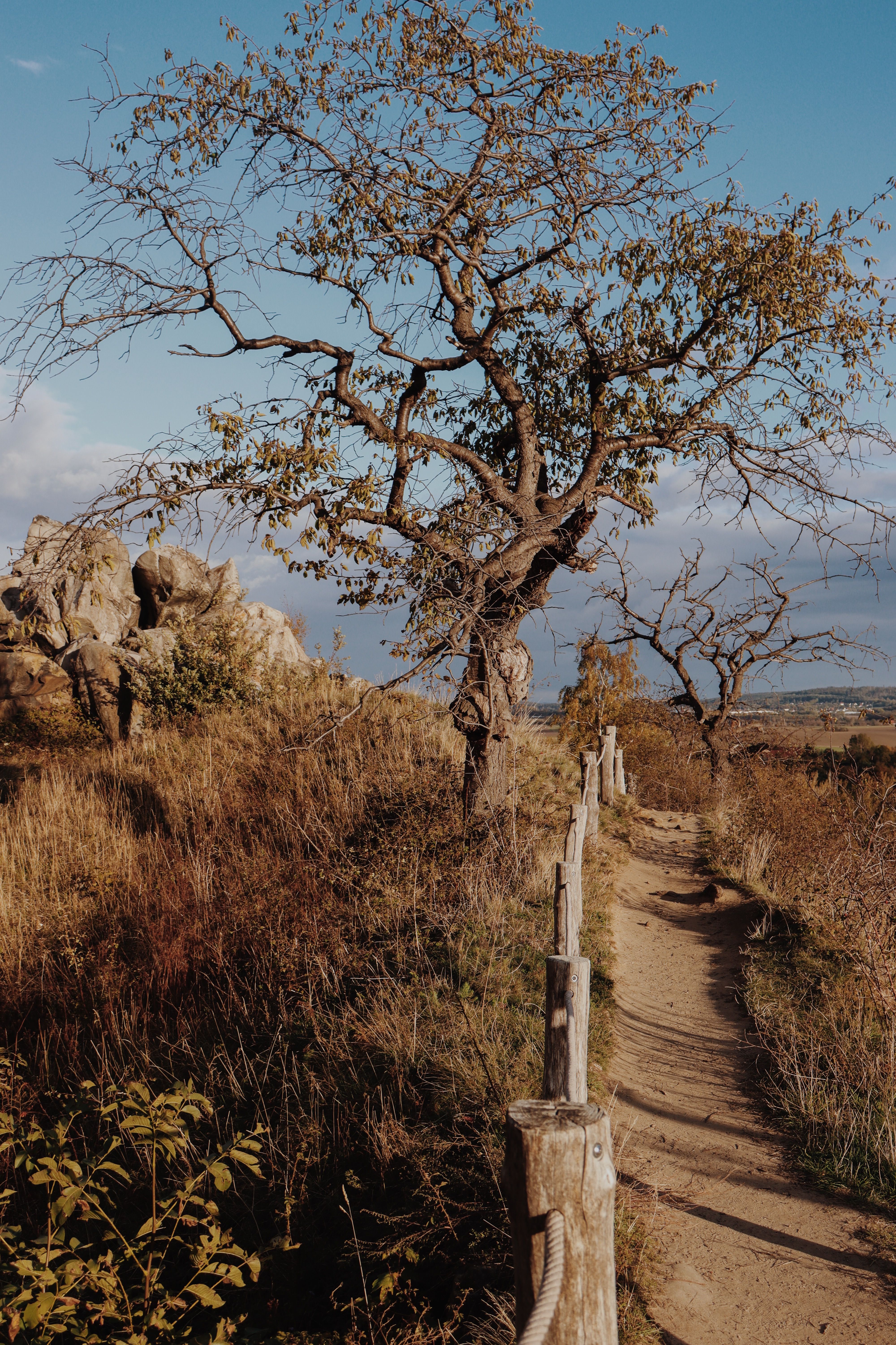 Path along a countryside trail in Harz, Germany with autumn trees and clear sky.