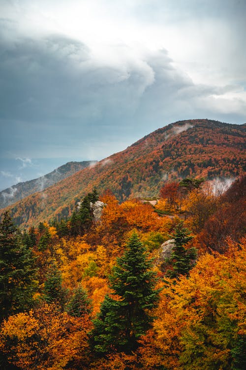 Aerial Photography of Autumn Trees in the Forest