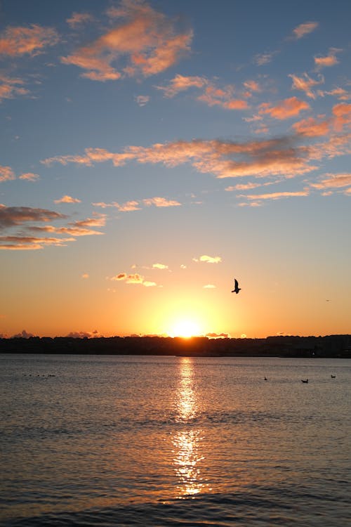 Silhouette of a Bird Flying Overt the Lake