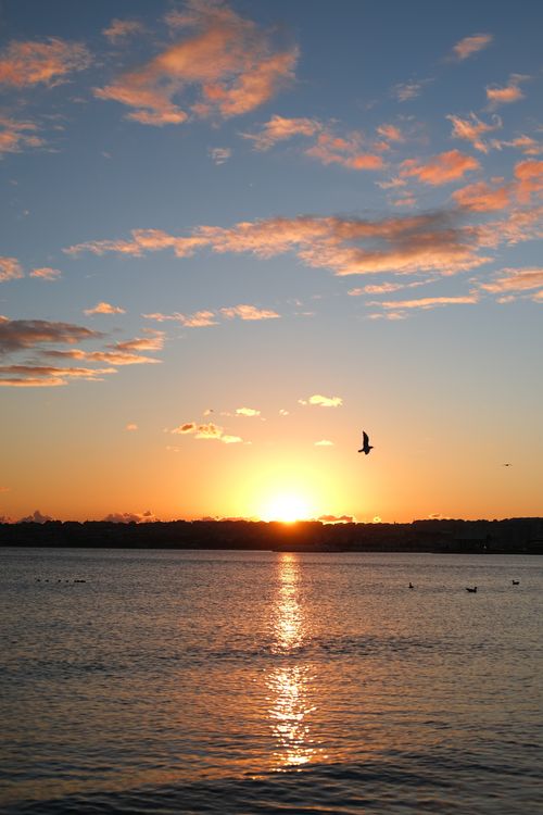 Free A peaceful sunset casting golden hues over a lake with a lone bird in flight. Stock Photo