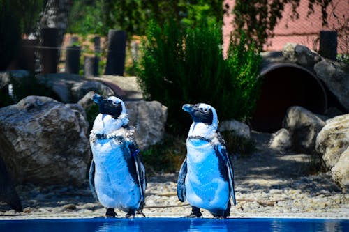 Close-up of Penguins by the Pool 