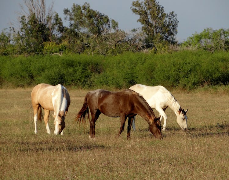 Three Horses Eating Grass 