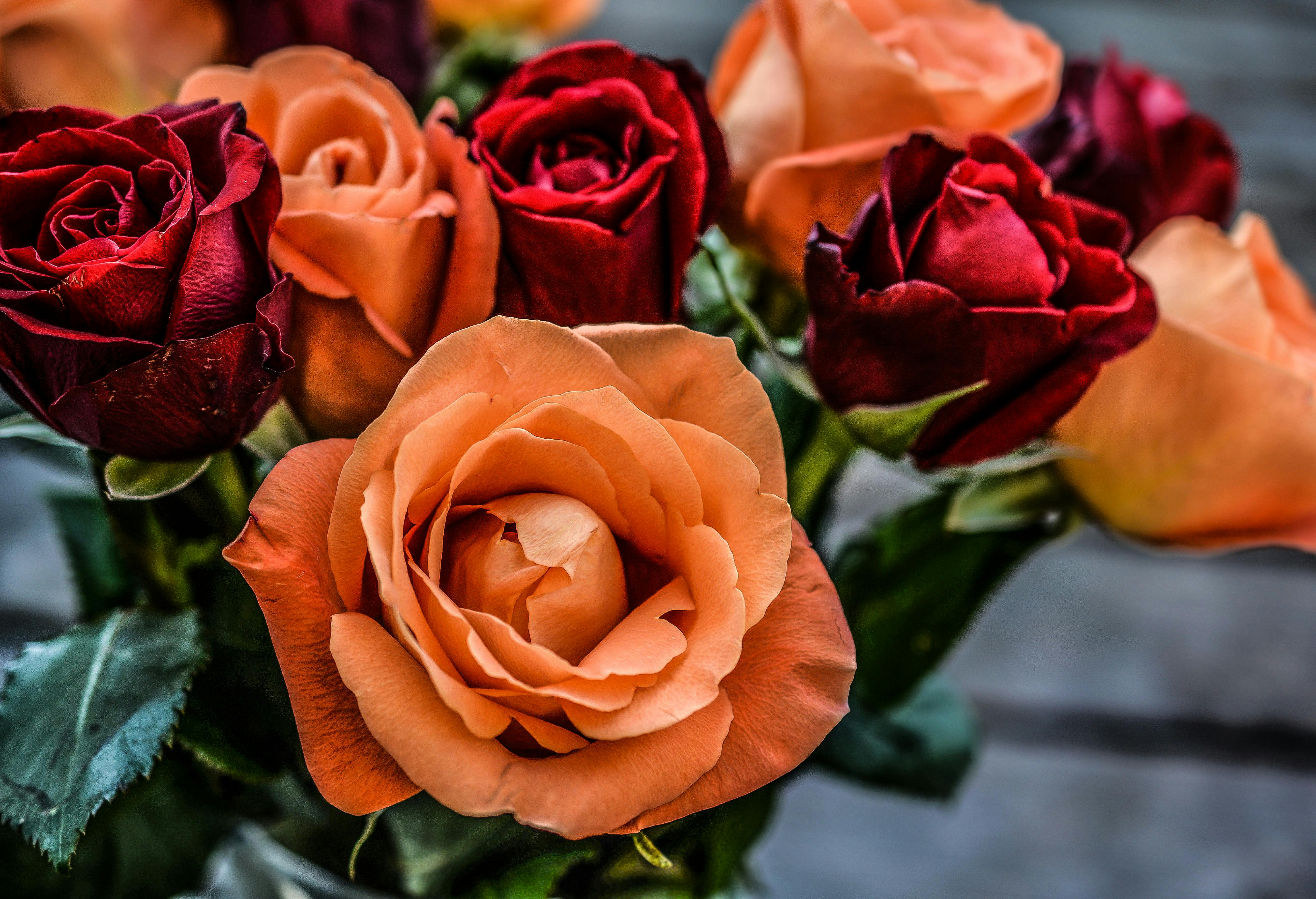 Gratis Fotografía De Paisaje De Flores Naranjas Y Rojas Foto de stock