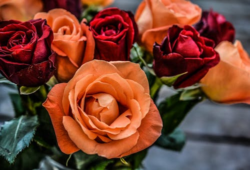 Landscape Photograph of Orange and Red Flowers