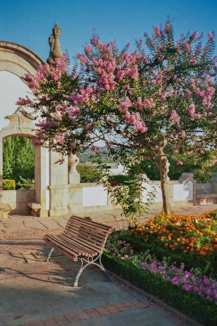 Peaceful park scene with blooming pink tree, colorful flowers, and a wooden bench under a clear blue sky.