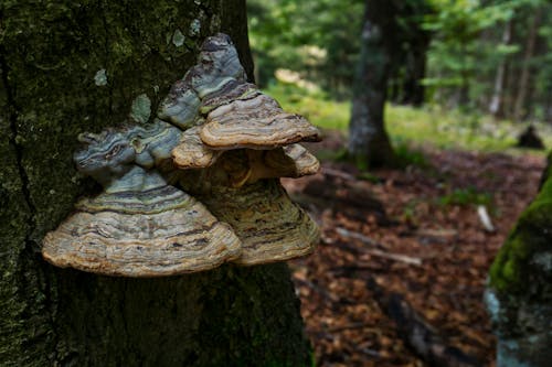 Free stock photo of bark, curiosity, forest