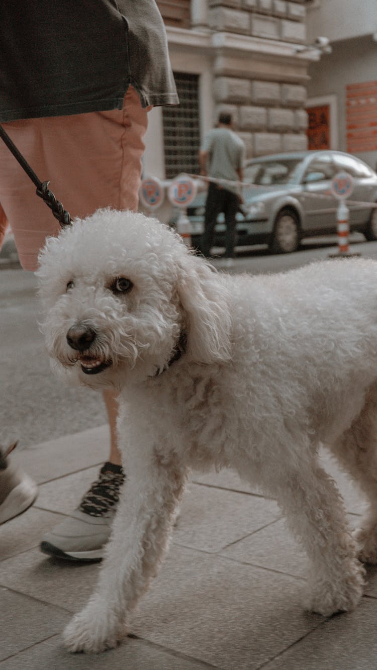 Close-Up Shot Of A White Poodle Dog