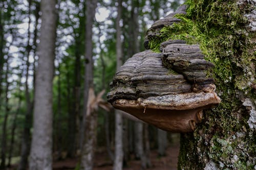 Free stock photo of bark, curiosity, forest