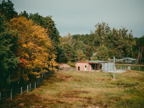 Fotos de stock gratuitas de arboles, arquitectura, caer