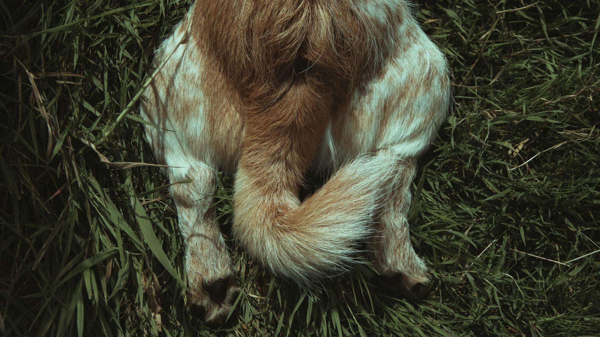 Staart en achterpoten van een hond