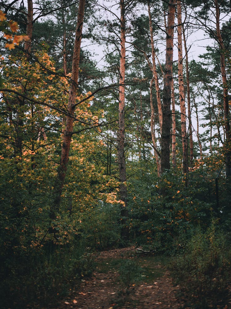 Tall Trees In The Forest