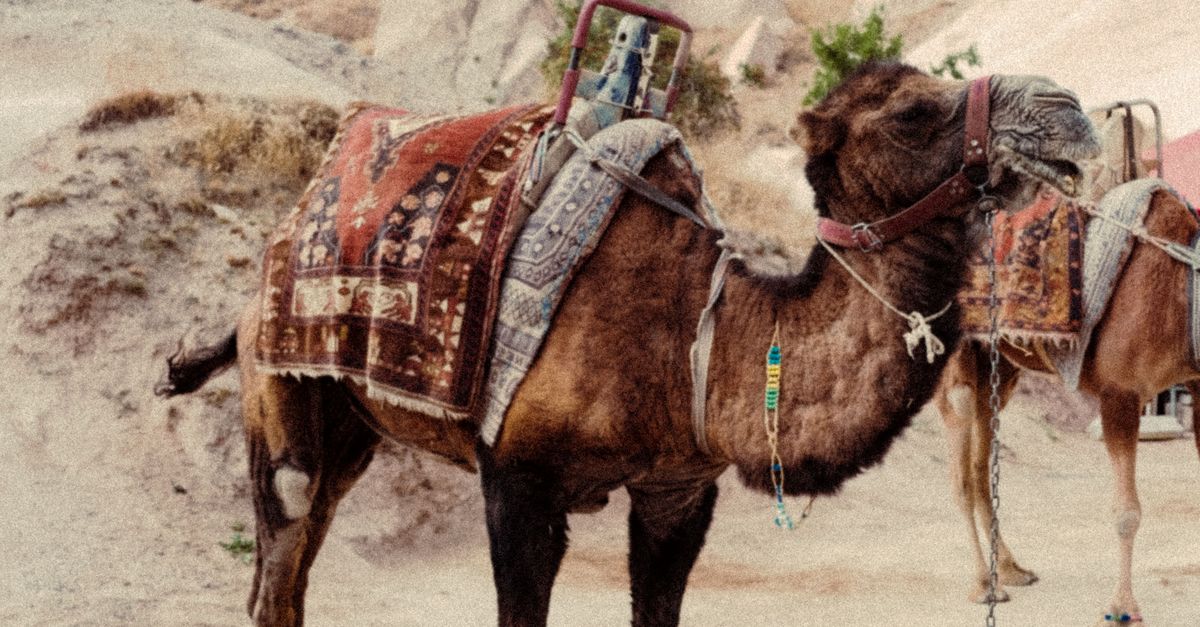 Camels Being Ridden Saddled Camels in the Desert · Free Stock Photo