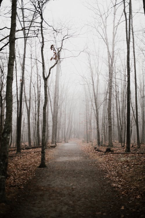 Bare Trees Along Foggy Path