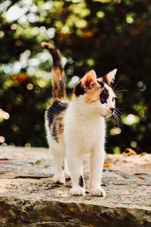 Free A calico cat stands on a stone surface, framed by bokeh and sunlight. Stock Photo