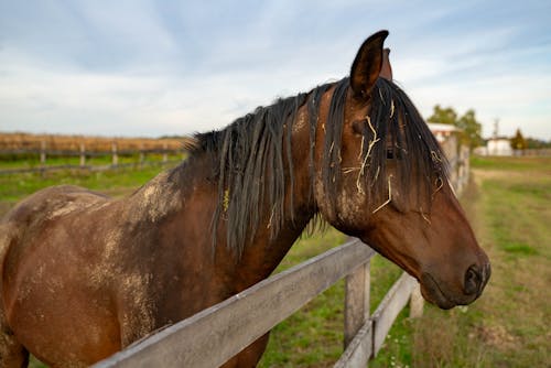 Foto profissional grátis de animal, cavalo castanho, cerca de madeira