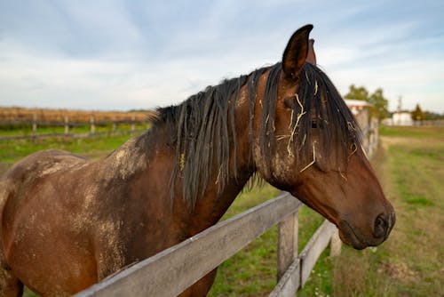 Fotos de stock gratuitas de animal, caballo marrón, cerca de madera