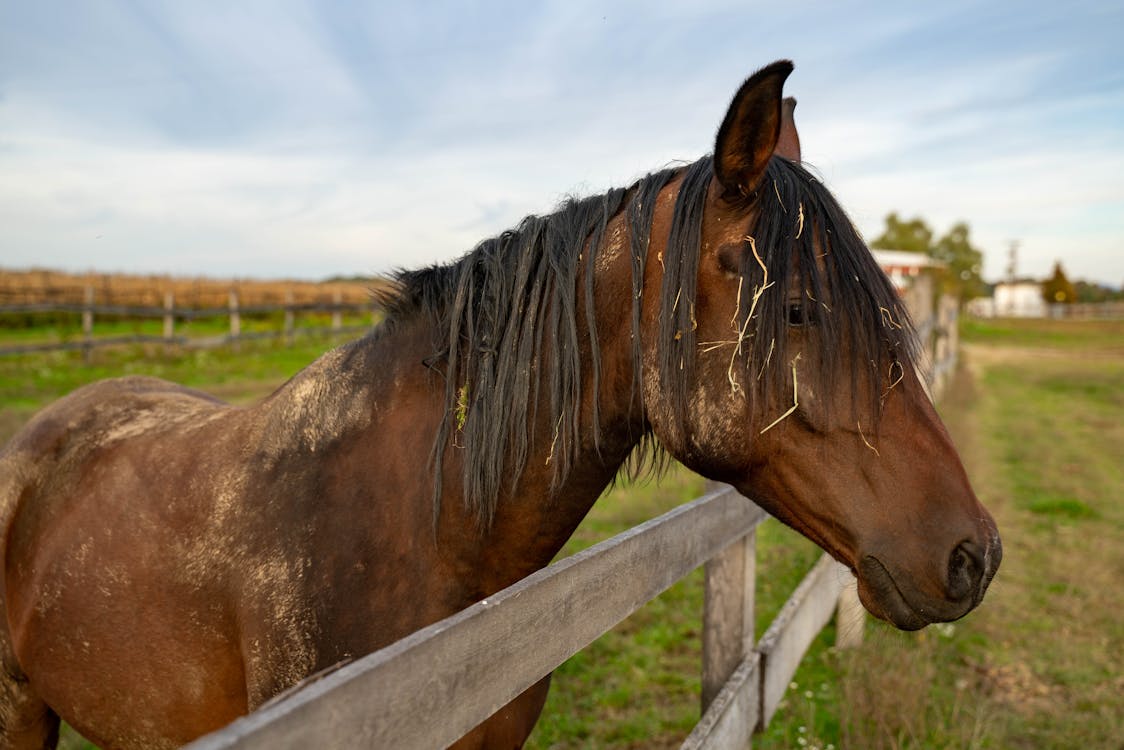 Gratis lagerfoto af brun hest, dyr, hoppe