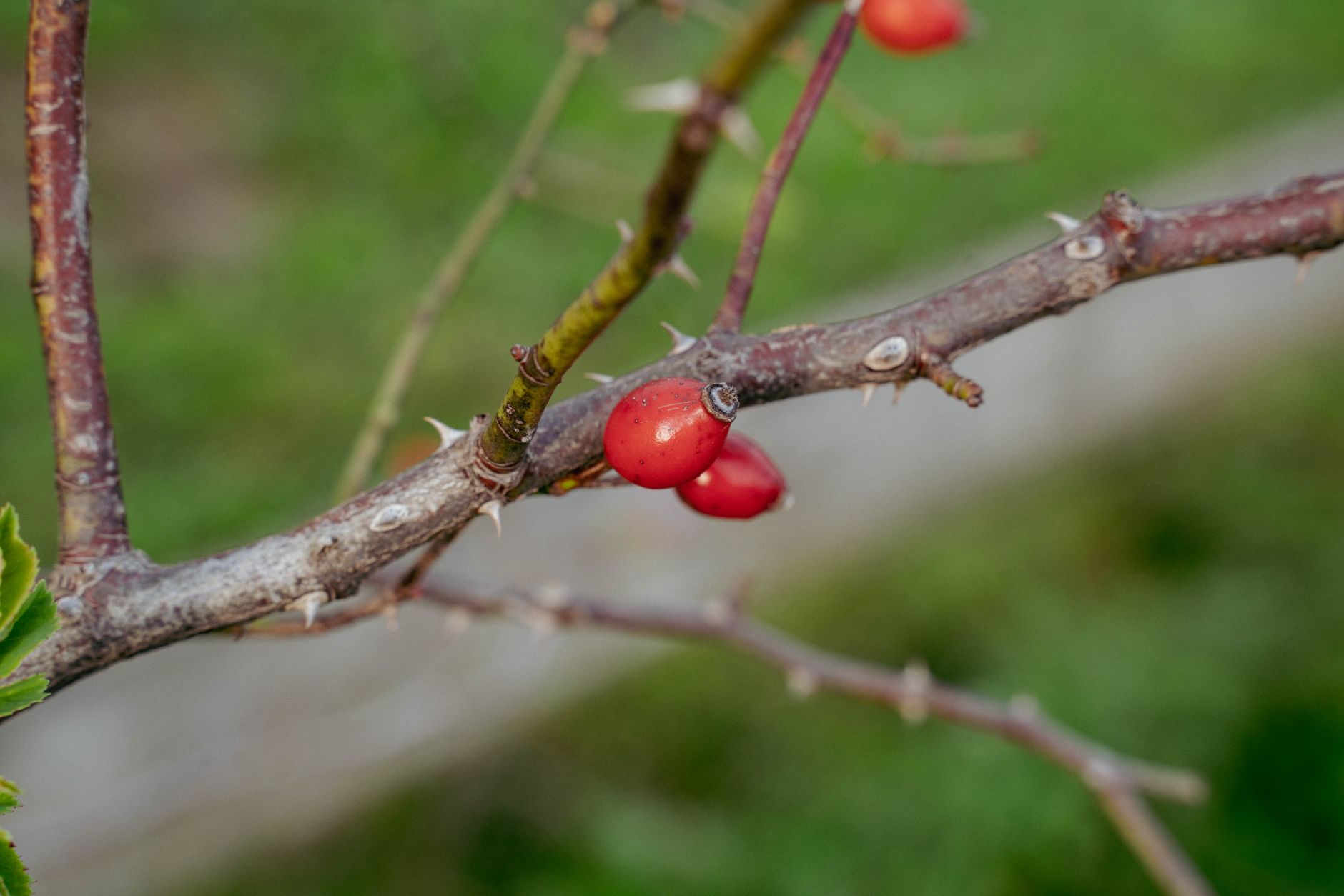 A detailed shot of a thorn-covered branch with vibrant red berries, surrounded by lush greenery.