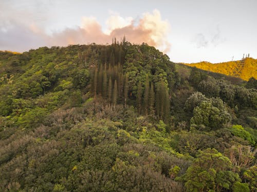 Безкоштовне стокове фото на тему «Аерофотозйомка, гора, зелені дерева»