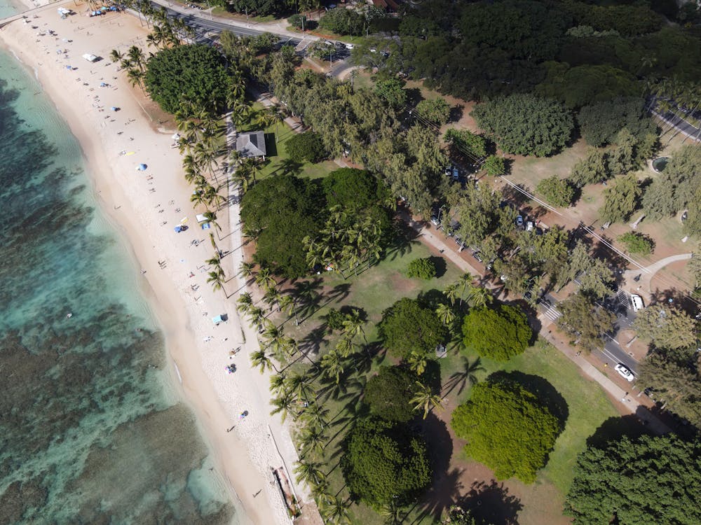 Aerial Photography of Trees near Beach