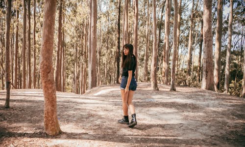 Fotos de stock gratuitas de arboles, bosque, cámara