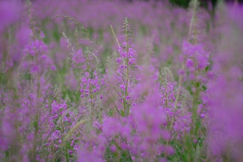 Kostnadsfri bild av äng, blomfotografi, blomning