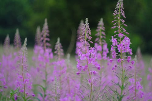 Free Purple Flower Field in Tilt Shift Lens Stock Photo