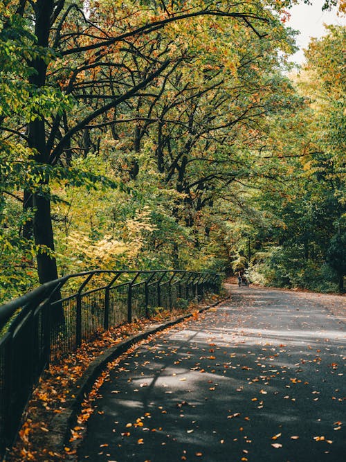 Kostenloses Stock Foto zu bäume, herbst, landschaft