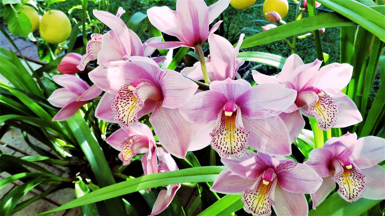 Resultado de imagem para orquídeas Cymbidium pexels