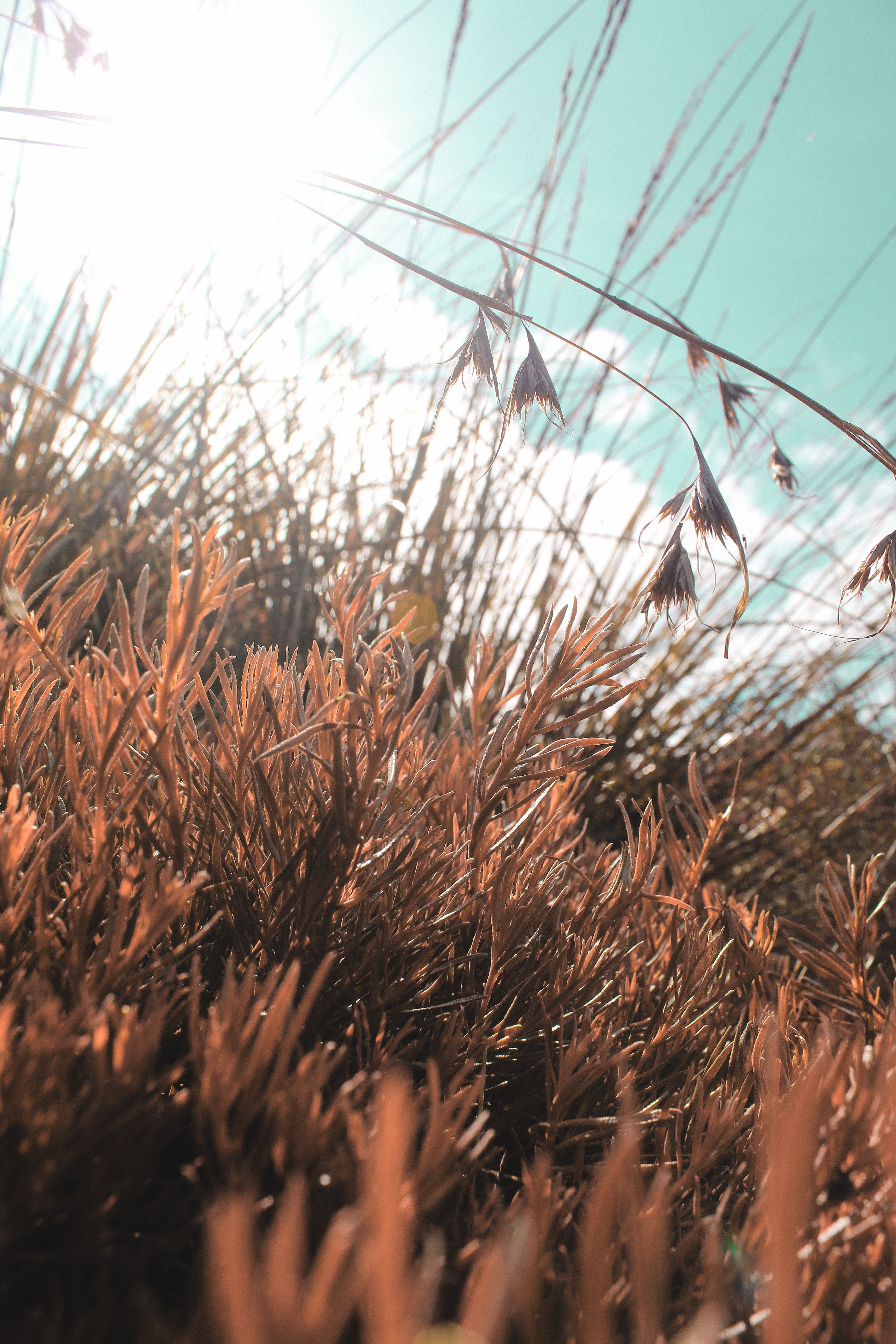 Free Stock Photo Of Mother Nature