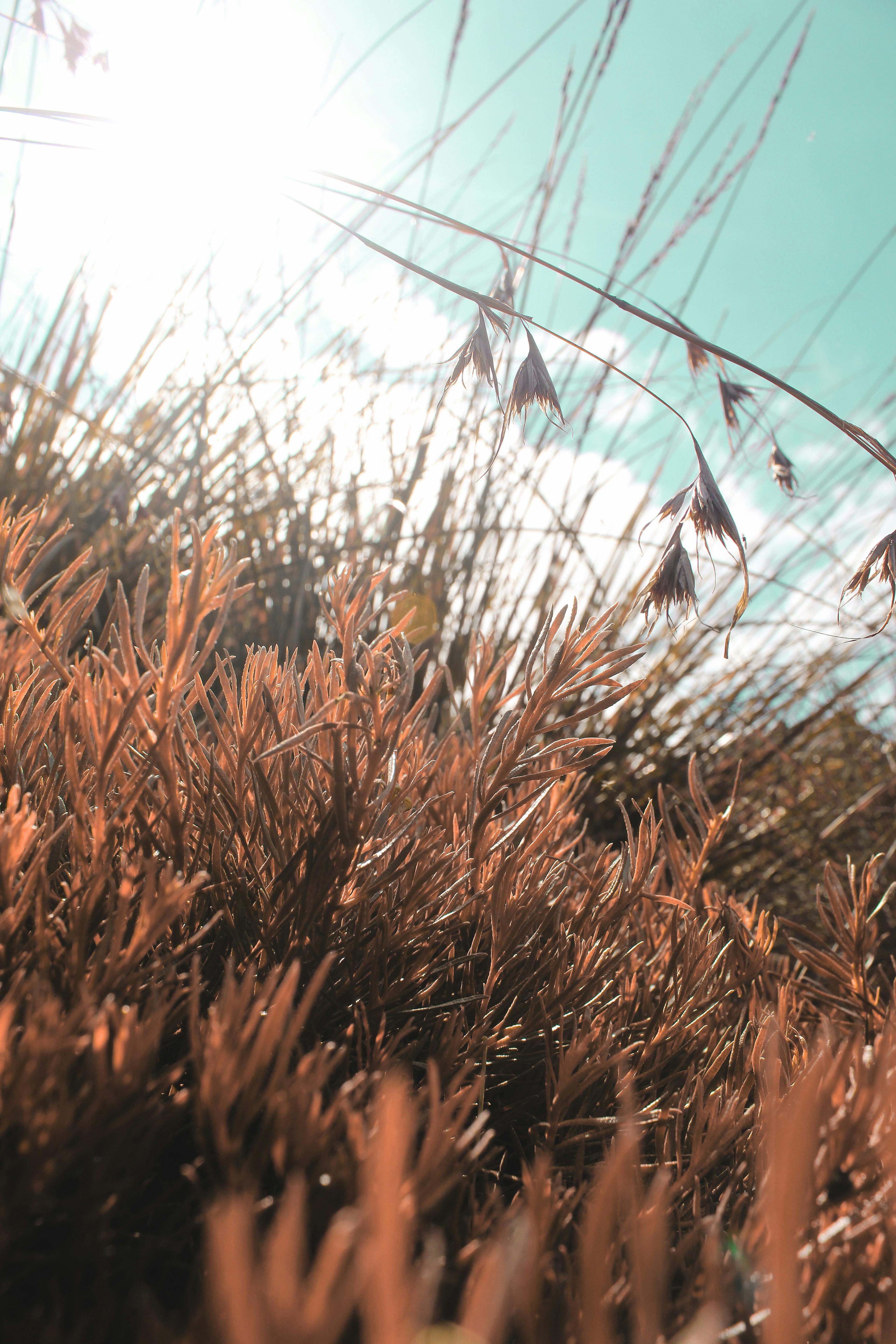 Free stock photo of mother nature