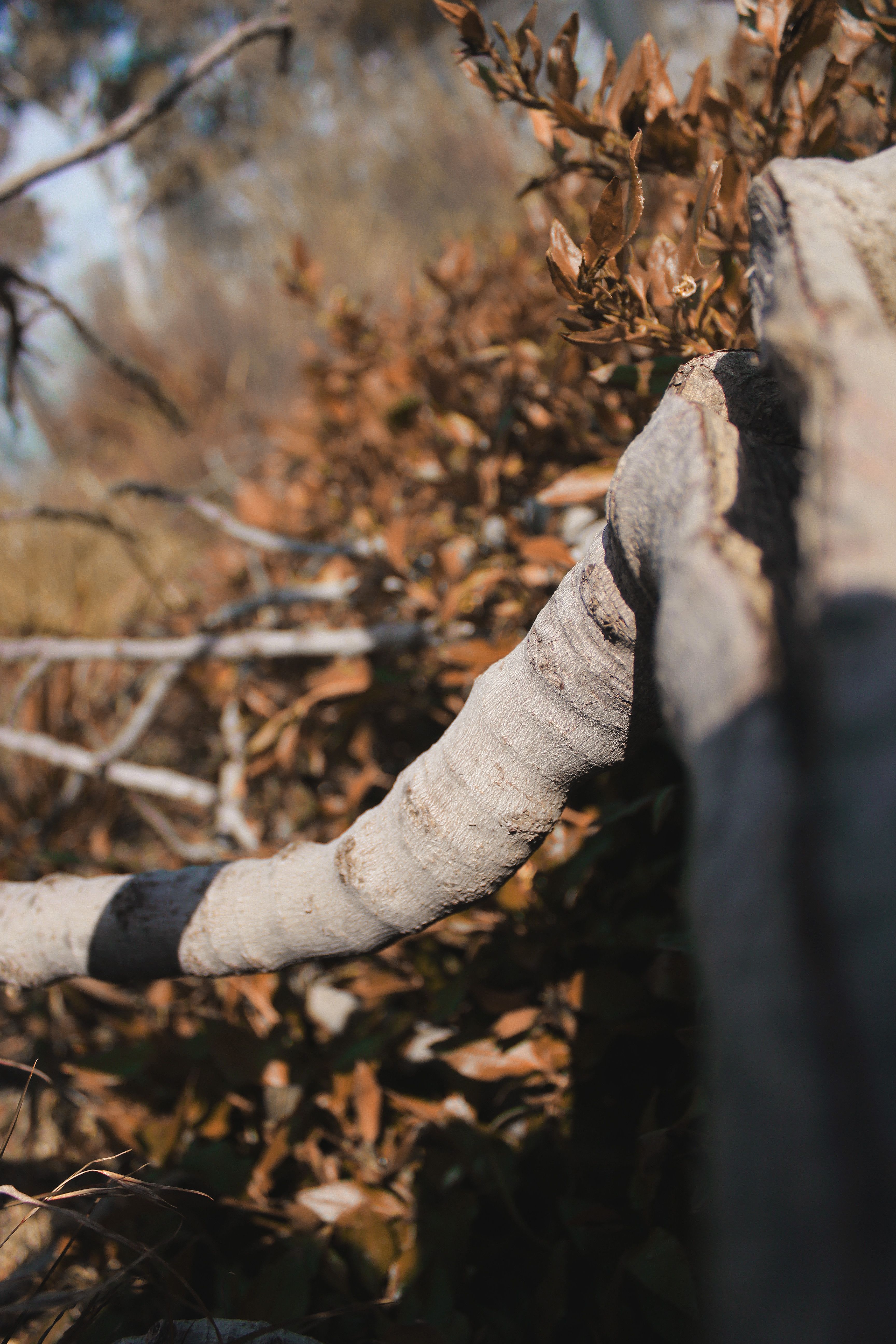 Free Stock Photo Of Mother Nature