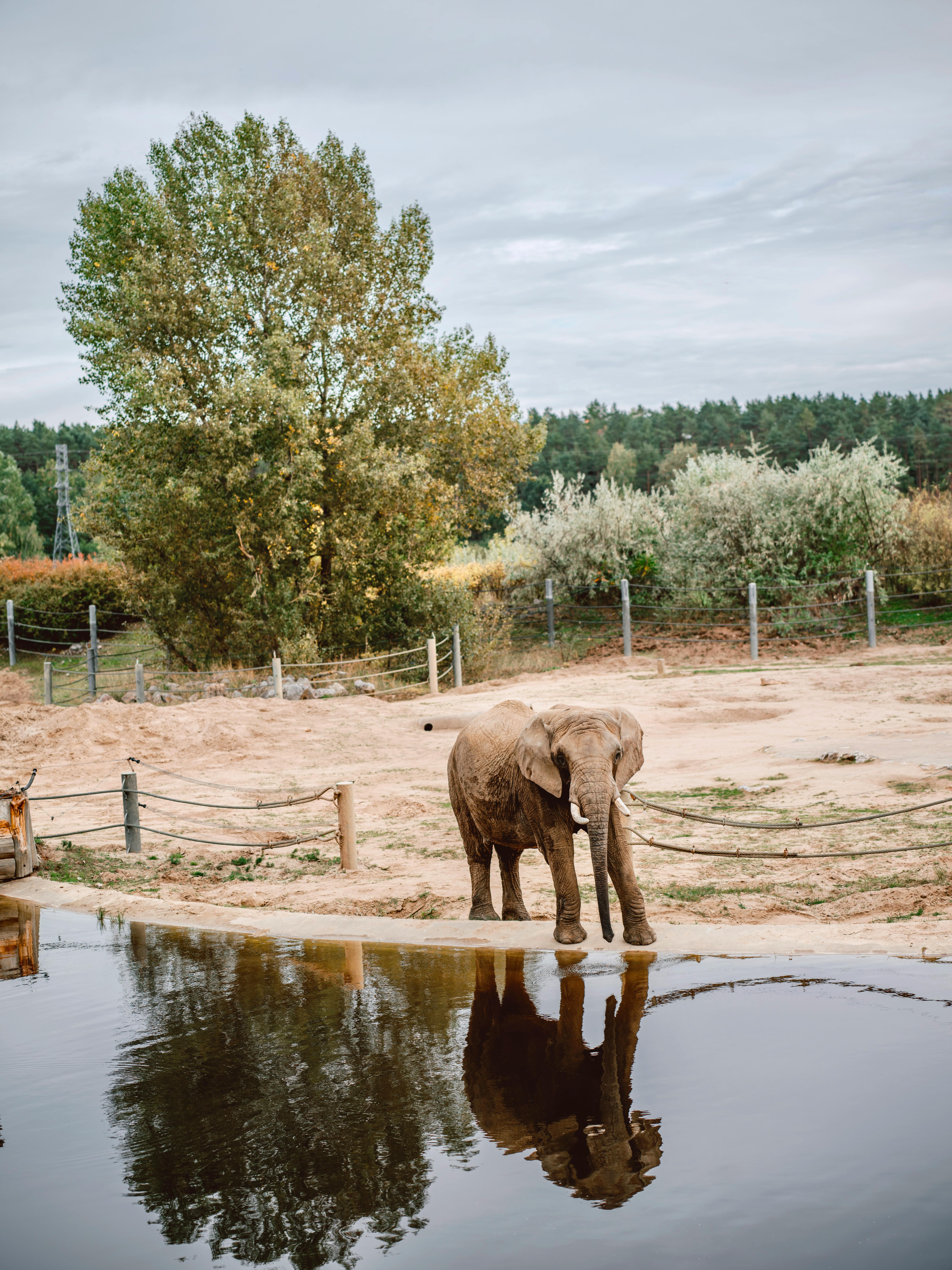 A majestic elephant stands beside a water body, creating a reflection in a serene park setting.