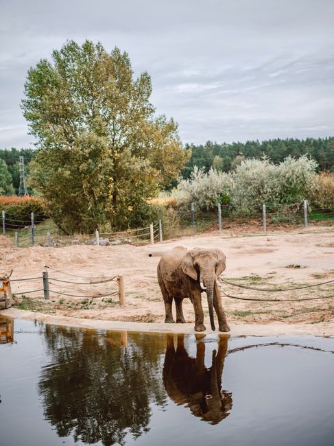A majestic elephant stands beside a water body, creating a reflection in a serene park setting.