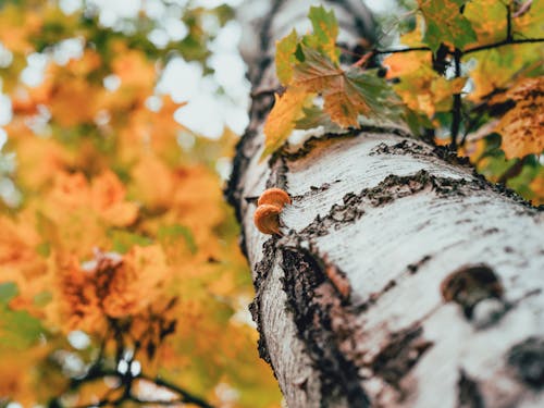 Gratis lagerfoto af atmosfera de outono, bark, efterårsblade