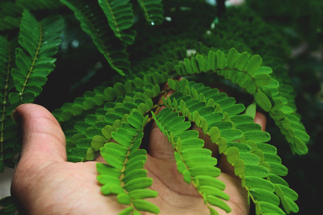 Persoon Die Groene Bladeren Houdt