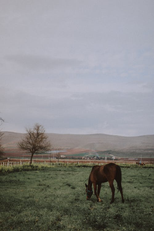 Landscape with Brown Horse Grazing in Pasture