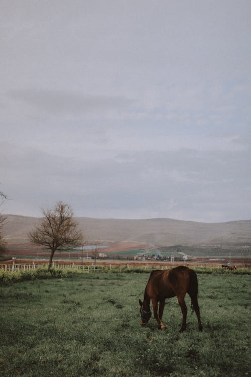 Imagine de stoc gratuită din acoperit de nori, animal, animale domestice