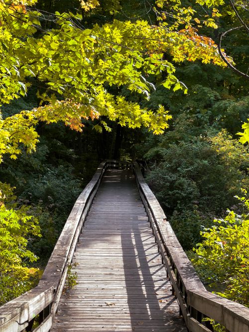 Free Peaceful wooden bridge amidst vibrant green foliage in Exeter, Ontario, captured on a sunny day. Stock Photo