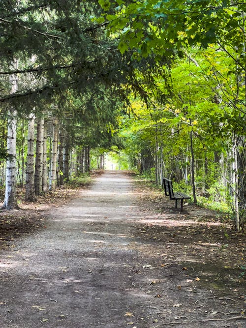 Wooden Bench in a Park  