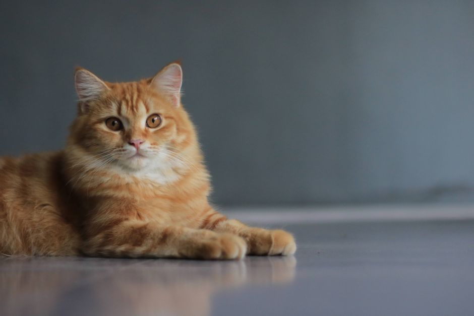 An orange tabby cat lies comfortably on a white surface with a serene expression.