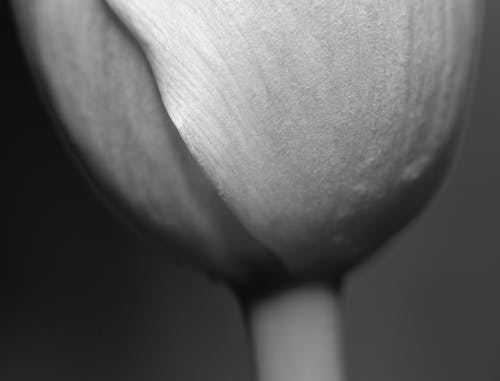 Black and White Photo of a Tulip Petal 