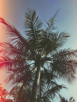 这是印度努加姆晴朗蓝天下充满活力的椰子树低角度镜头