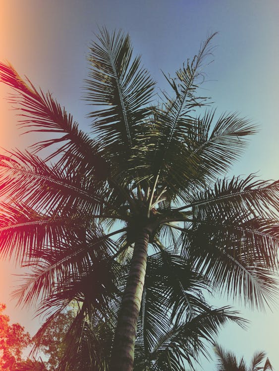 免费 低角度的椰子树的照片 素材图片