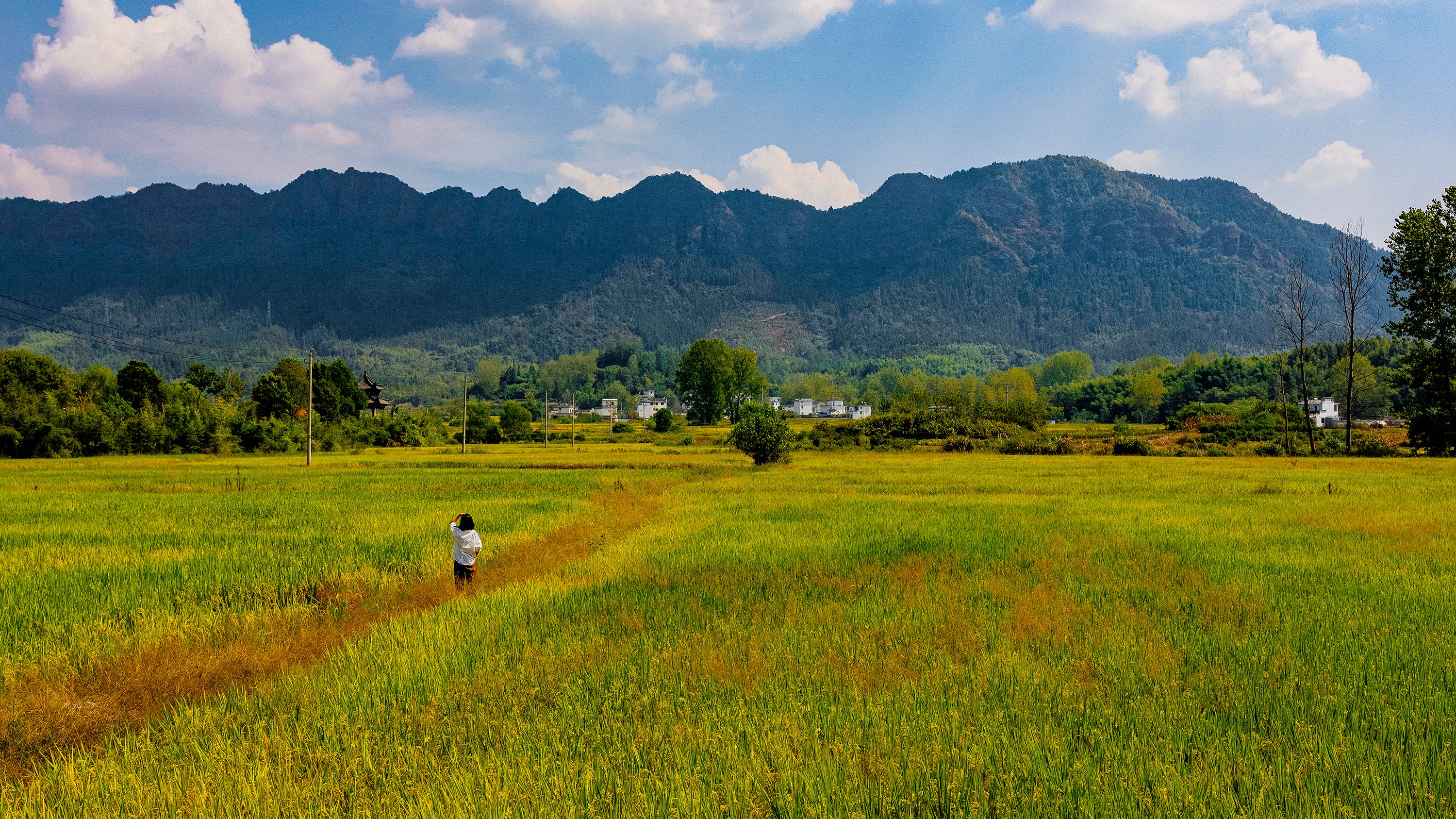 Person Walking In The Middle Of Green Grass Field · Free Stock Photo