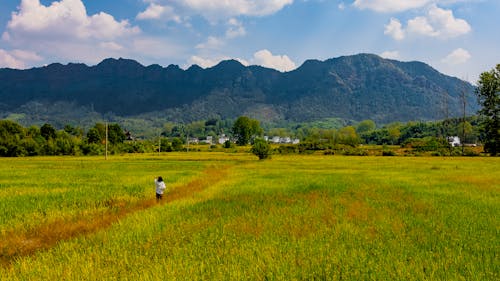 Person Walking on a Rice Field