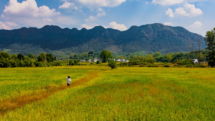 Person Walking On A Rice Field